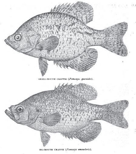 Fresh Water Angling – The Two Crappies « Country House Essays