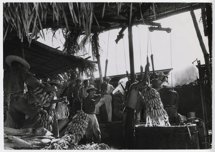 Birth of United Fruit Company