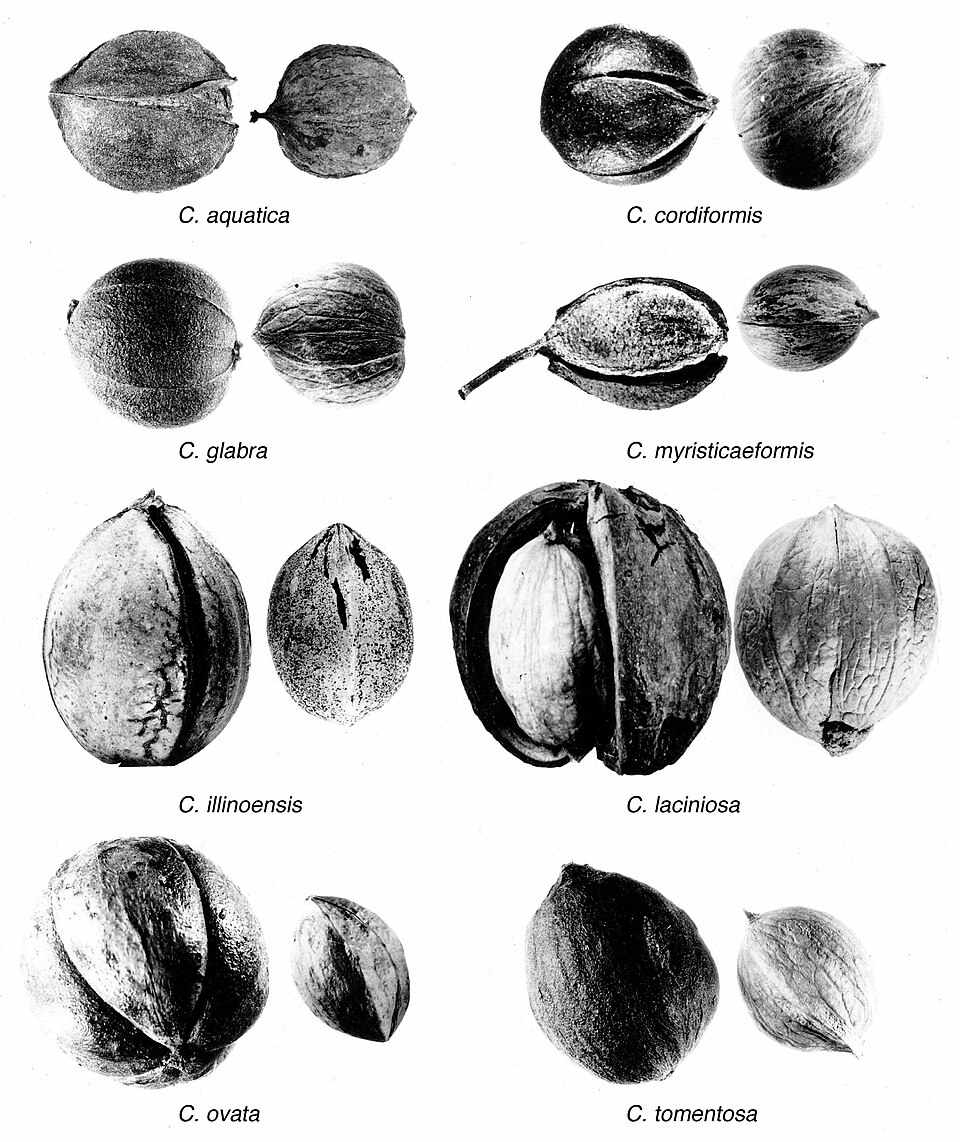 The Hardwood Handbook – An Illustrated Guide to Appalachian and Southern Lumber