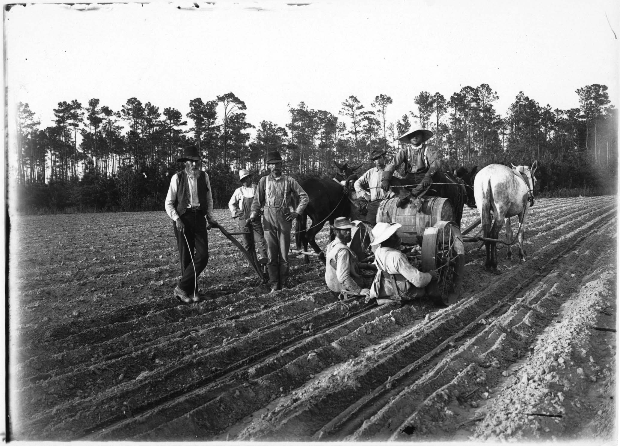 Producing and Harvesting Tobacco Seed
