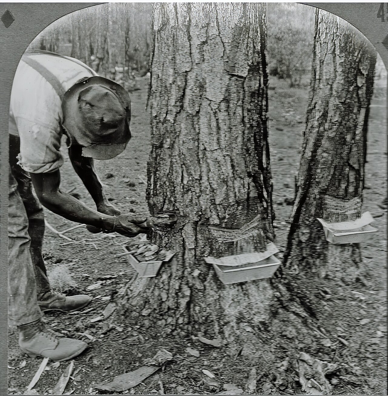 Naval Stores – Distilling Turpentine