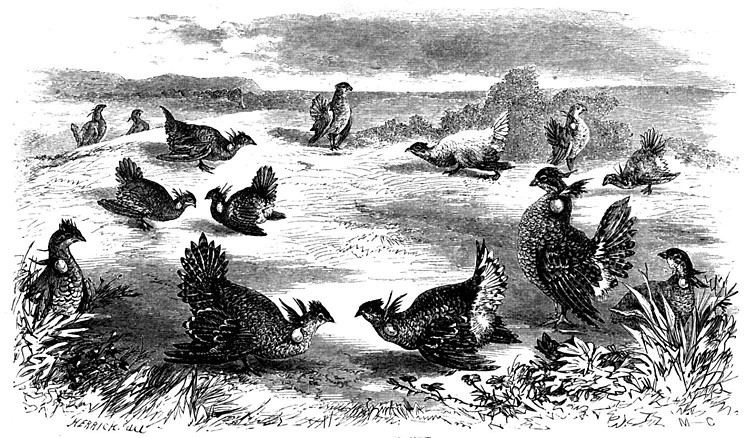 Prairie Steel and Golden Lace