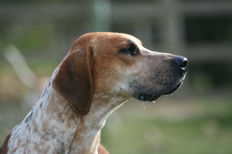 What is the Meaning of the Term Thorough-bred Fox-hound
