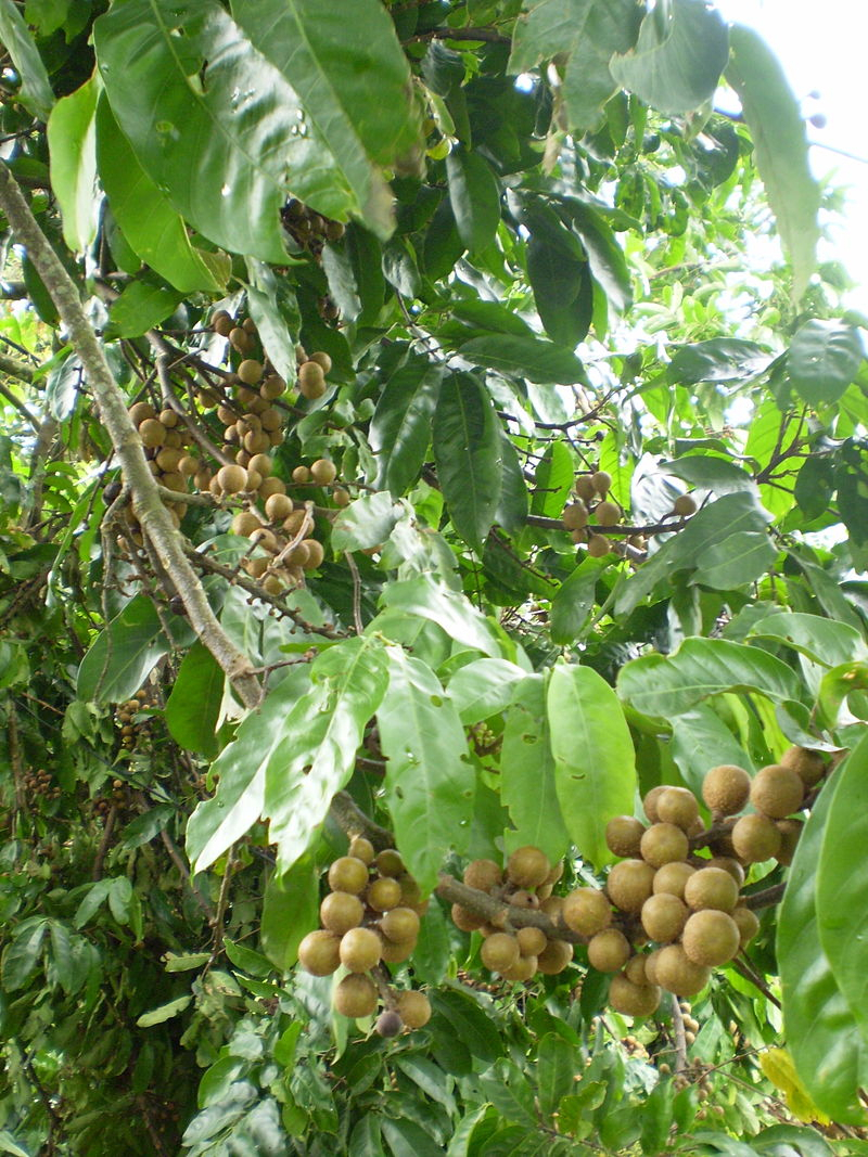 Cocillana Syrup Compound