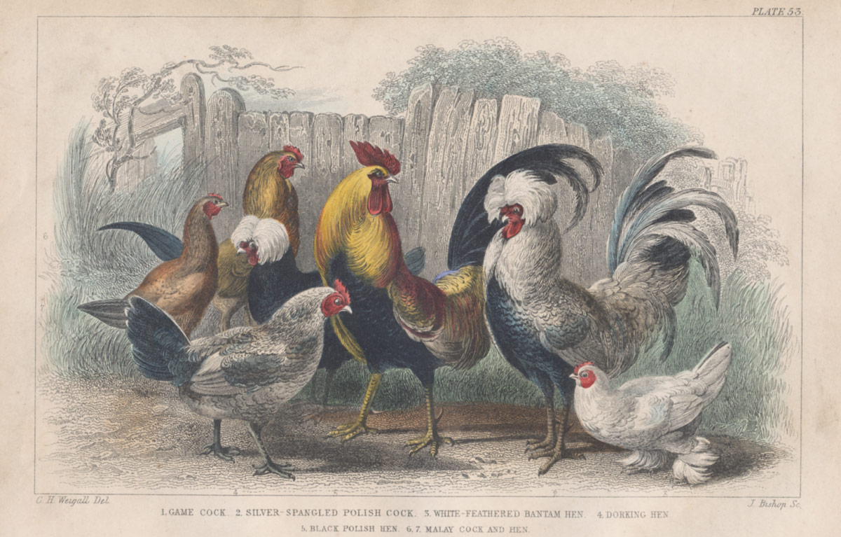 Mrs. Beaton’s Poultry & Game – Cooking Poultry; Baking and Boiling